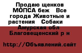 Продаю щенков МОПСА беж - Все города Животные и растения » Собаки   . Амурская обл.,Благовещенский р-н